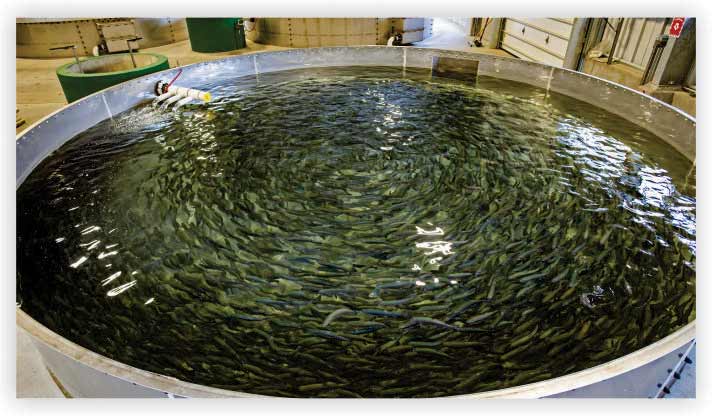 A Fish Hatchery