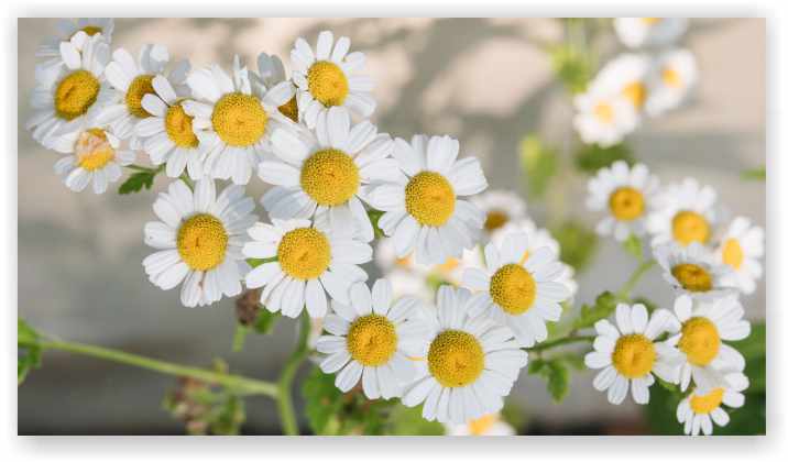 Chamomile