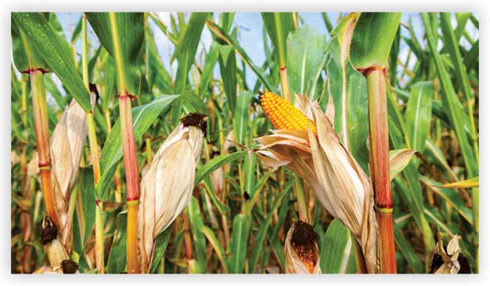 Corn Farming