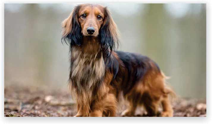 Dachshund