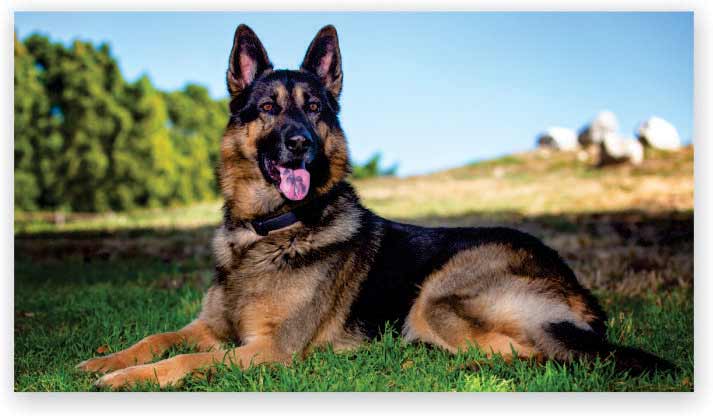 German shepherd