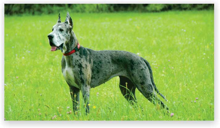 Great Dane