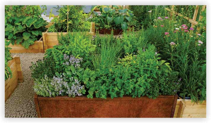 Grow a Herb Garden