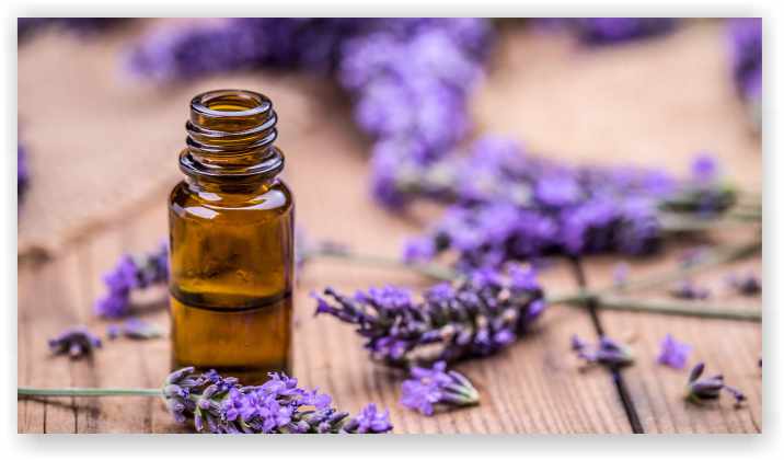 Lavender Oil