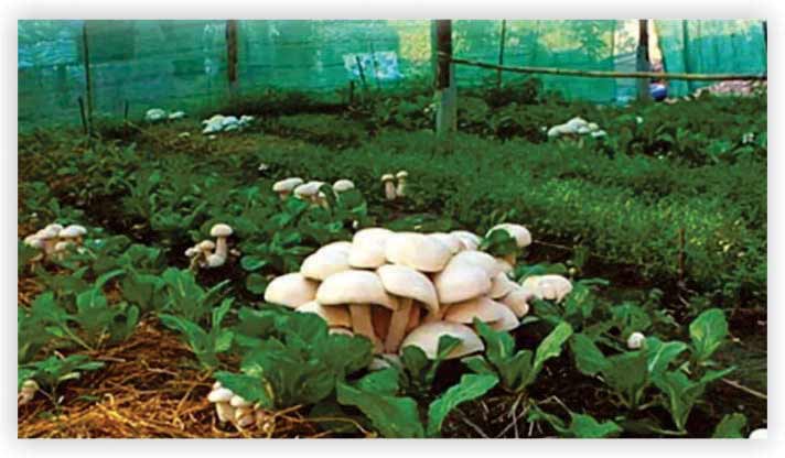 Mushroom Farming