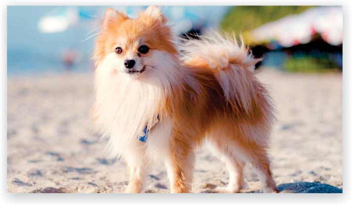 Pomeranian