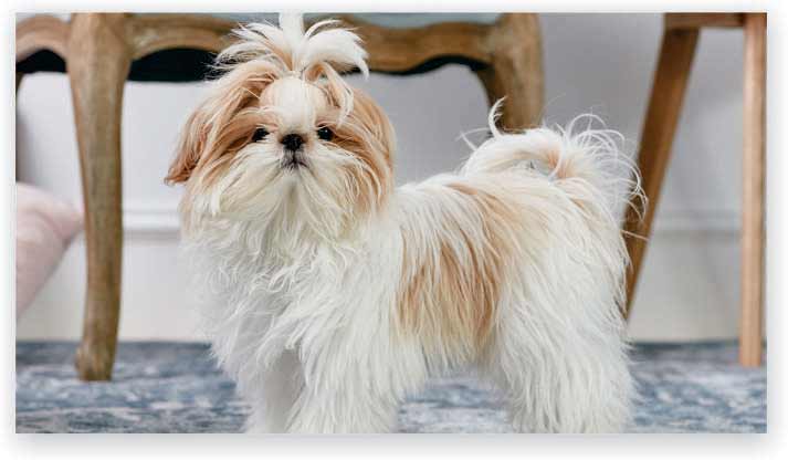 Shih Tzu