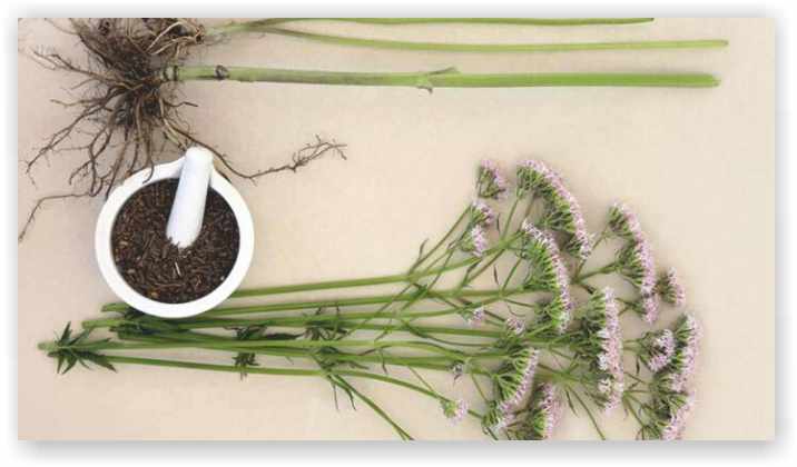 Valerian Root